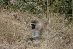 Chlorocebus pygerythrus hilgerti