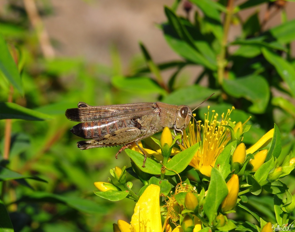 Canarian Pincer Grasshopper