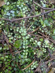 Asplenium flabellifolium