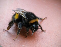 Bombus terrestris