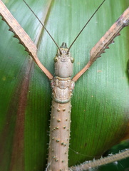 Acrophylla wuelfingi