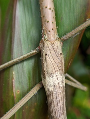 Acrophylla wuelfingi