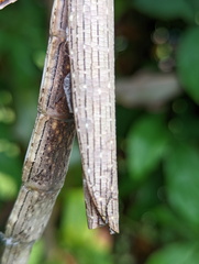 Acrophylla wuelfingi