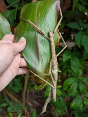 Acrophylla wuelfingi