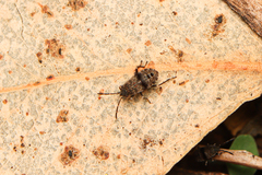 Rhyparothesus atomarius