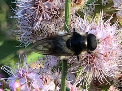 Cheilosia illustrata