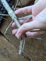 Acrophylla wuelfingi