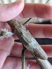 Acrophylla wuelfingi