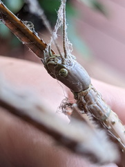 Acrophylla wuelfingi