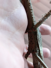 Acrophylla wuelfingi