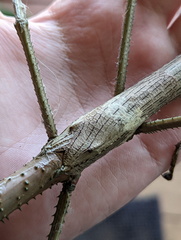 Acrophylla wuelfingi