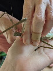 Acrophylla wuelfingi