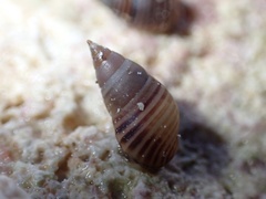 Hinea lineata