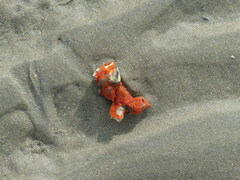 Botrylloides violaceus