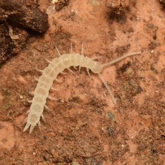 Scutigerellidae