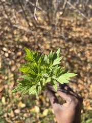Artemisia vulgaris