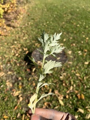 Artemisia vulgaris