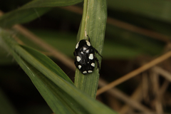 Mausoleopsis amabilis