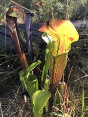 Sarracenia alata