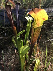 Sarracenia alata