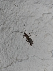 Ophion obscuratus