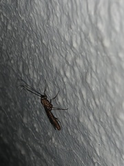 Ophion obscuratus