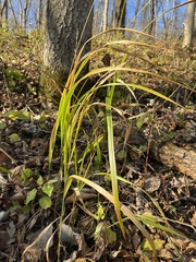Diarrhena obovata