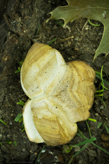 Scleroderma cepa
