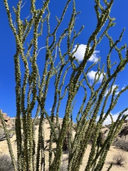 Fouquieria splendens splendens