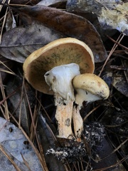 Suillus cothurnatus