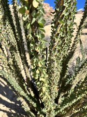 Fouquieria splendens splendens