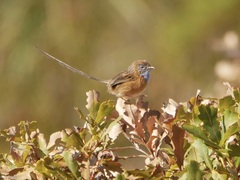 Stipiturus malachurus