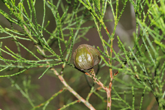 Callitris columellaris