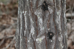 Callitris columellaris