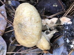 Suillus cothurnatus