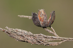 Callitris columellaris