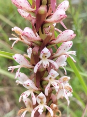 Satyrium cristatum