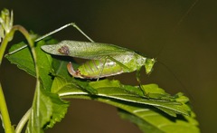 Scudderia furcata