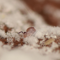 Dicyrtomidae