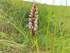 Satyrium cristatum