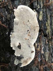Fomitopsis nivosa