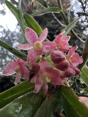 Epidendrum oxysepalum