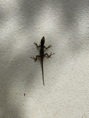 Anolis