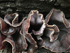 Auricularia nigricans