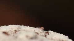 Dicyrtomidae