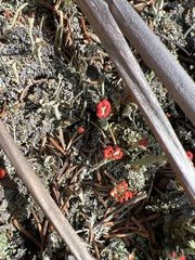 Cladonia cristatella