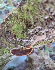 Phellinopsis conchata