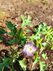 Datura quercifolia