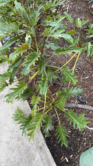 Thaumatophyllum xanadu