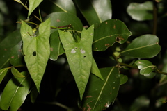 Calystegia marginata